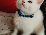 Scottish Fold (Sıfır Kulak-Ayıcık Surat) Ve Scottish Straight Yavru Kediler