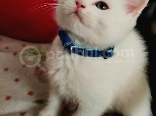 Scottish Fold (Sıfır Kulak-Ayıcık Surat) Ve Scottish Straight Yavru Kediler görsel