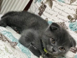 Scottish Fold (Sıfır Kulak-Ayıcık Surat) Ve Scottish Straight Yavru Kediler