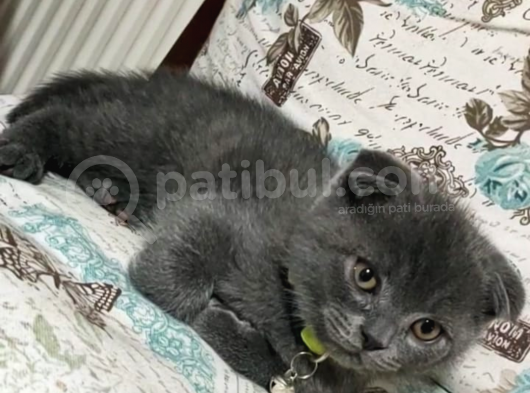 Scottish Fold (Sıfır Kulak-Ayıcık Surat) Ve Scottish Straight Yavru Kediler görsel