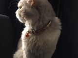 Asillik Abidesi Maine Coon
