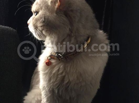 Asillik Abidesi Maine Coon görsel