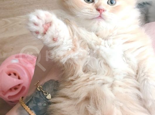 55 Günlük Erkek Chinchilla Muhteşem Renk görsel