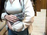 20 Mart Doğumlu Dişi Kedi