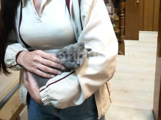 20 Mart Doğumlu Dişi Kedi