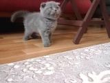 Orijinal Safkan Scottish Fold Erkek Yavrumuz