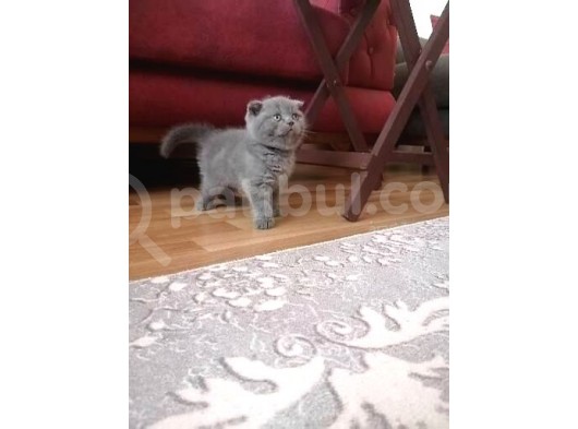 Orijinal Safkan Scottish Fold Erkek Yavrumuz görsel