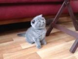 Orijinal Safkan Scottish Fold Erkek Yavrumuz