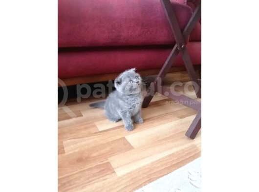 Orijinal Safkan Scottish Fold Erkek Yavrumuz görsel