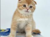 Golden Shaded Scottish Fold Yavrumuz