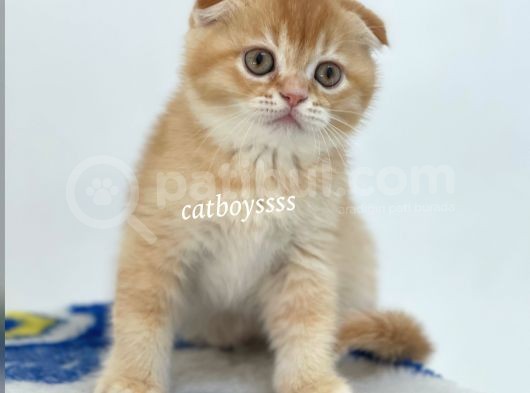Golden Shaded Scottish Fold Yavrumuz görsel
