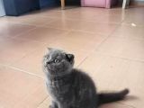 Orijinal Safkan Scottish Fold Erkek Yavrumuz