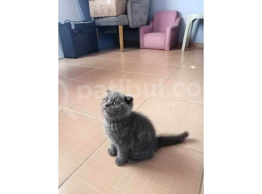Orijinal Safkan Scottish Fold Erkek Yavrumuz