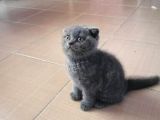 Orijinal Safkan Scottish Fold Erkek Yavrumuz