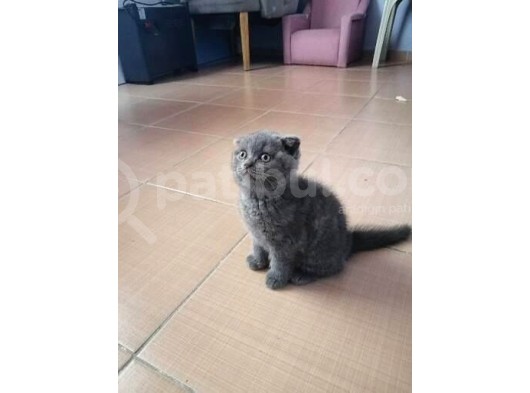 Orijinal Safkan Scottish Fold Erkek Yavrumuz görsel