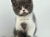 Bi Color British Shorthair Erkek Yavrumuz