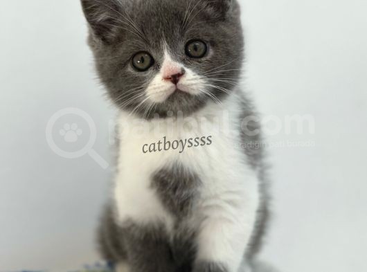 Bi Color British Shorthair Erkek Yavrumuz görsel