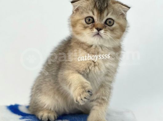 Black Golden Shaded Scottish Fold Yavrumuz görsel
