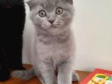 20 Mart Doğumlu Dişi Kedi