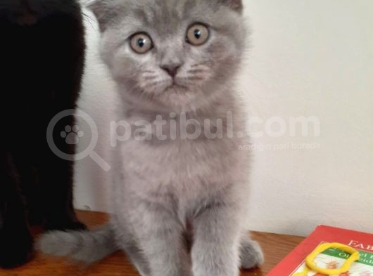 20 Mart Doğumlu Dişi Kedi görsel