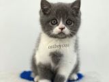 Bi Color British Shorthair Erkek Yavrumuz