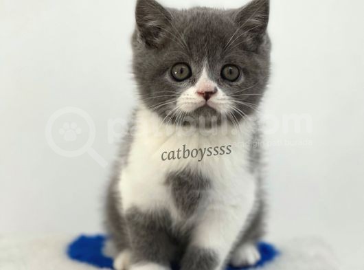 Bi Color British Shorthair Erkek Yavrumuz