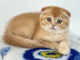 Golden Shaded Scottish Fold Yavrumuz