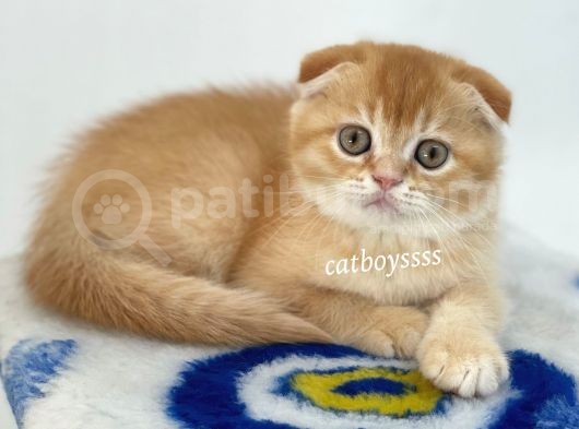 Golden Shaded Scottish Fold Yavrumuz görsel