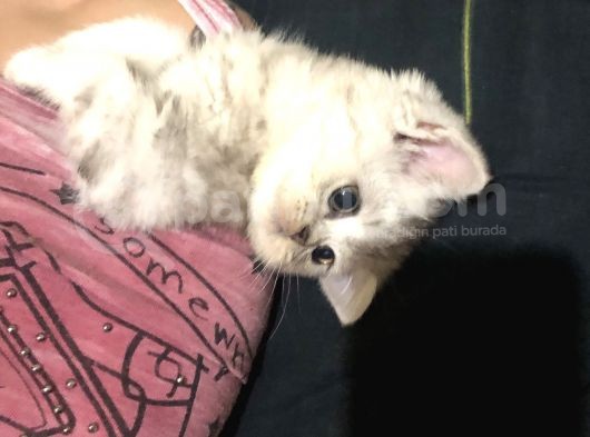 British Shorthair Yavru görsel