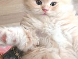 55 Günlük Erkek Chinchilla Muhteşem Renk
