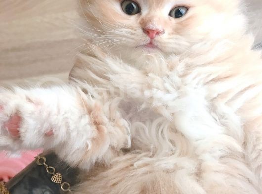 55 Günlük Erkek Chinchilla Muhteşem Renk görsel