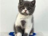 Bi Color British Shorthair Erkek Yavrumuz