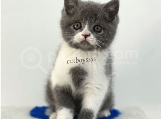 Bi Color British Shorthair Erkek Yavrumuz görsel