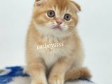 Golden Shaded Scottish Fold Yavrumuz