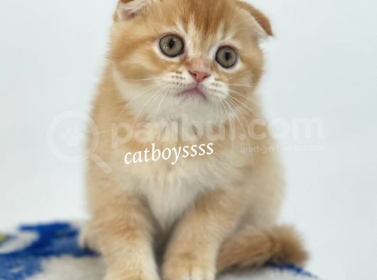 Golden Shaded Scottish Fold Yavrumuz görsel