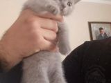 Safkan British Shorthair Yavrular