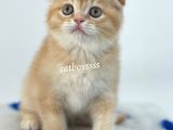 Golden Shaded Scottish Fold Yavrumuz
