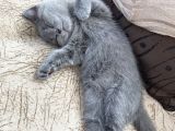 A Kalite Safkan Dişi British Shorthair Yavrularımız