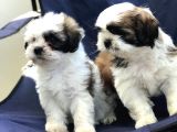 2 Erkek Shih Tzu Yavrularımız