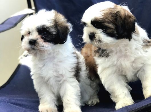 2 Erkek Shih Tzu Yavrularımız görsel