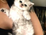 British Shorthair Yavru