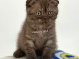 Çikolata Tabby Scottish Fold Yavrumuz