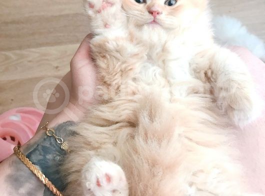 55 Günlük Erkek Chinchilla Muhteşem Renk görsel