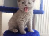 Safkan British Shorthair Yavrular