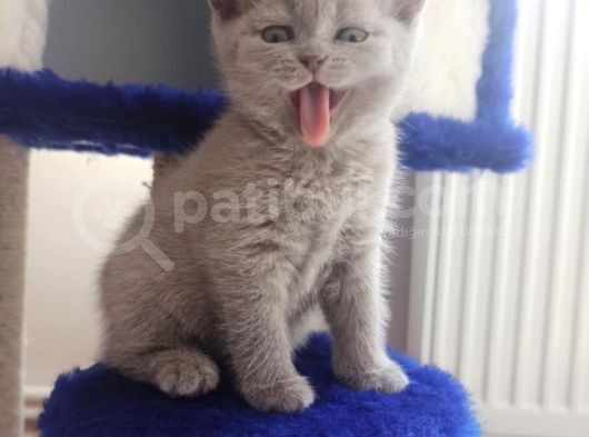 Safkan British Shorthair Yavrular