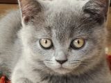 A Kalite Safkan Dişi British Shorthair Yavrularımız