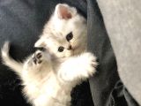 British Shorthair Yavru