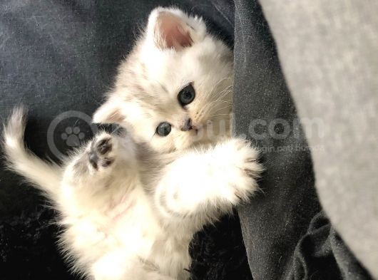 British Shorthair Yavru