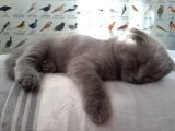 20 Mart Doğumlu Dişi Kedi