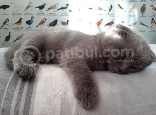 20 Mart Doğumlu Dişi Kedi görsel
